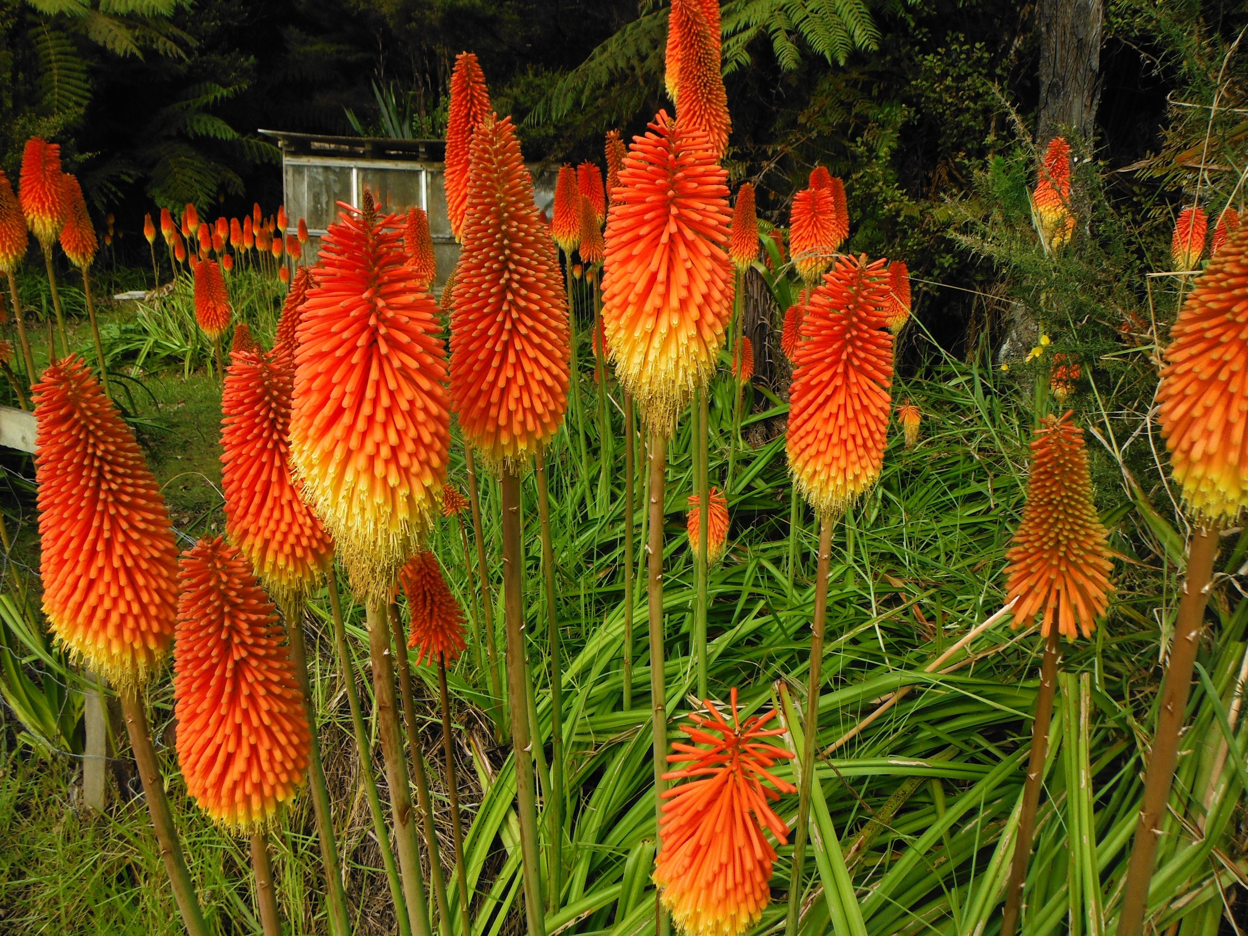 50 TORCH LILY Red Hot Poker / Tritoma / Kniphofia Uvaria Flower