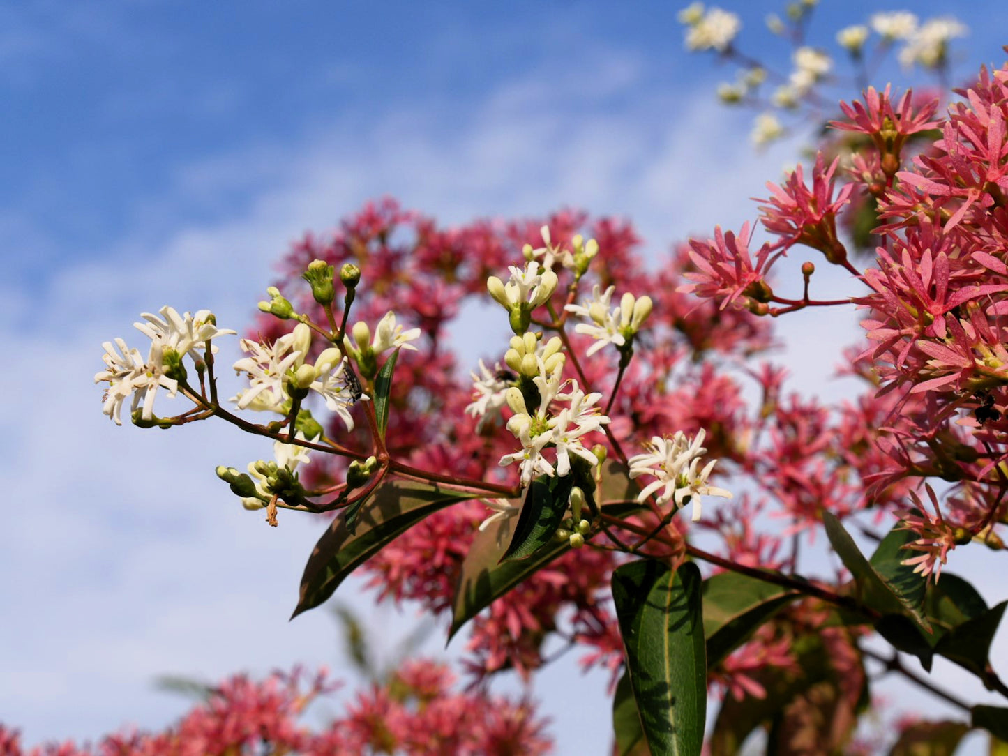 20 SEVEN SON Shrub Tree Heptacodium Miconioides White Red Flower Seeds