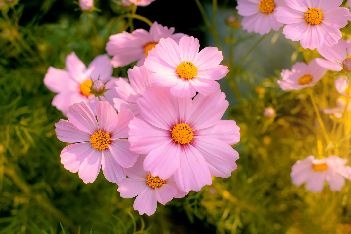 300 DWARF PINK COSMOS Cosmos Bipinnatus Flower Seeds