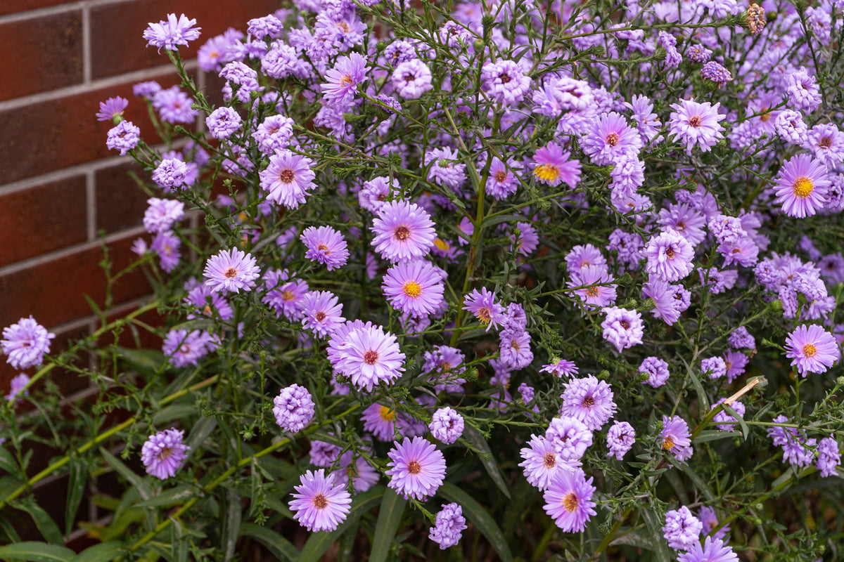 100 Purple NEW ENGLAND ASTER (Michaelmas Daisy) Aster Novae var Angliae Flower Seeds