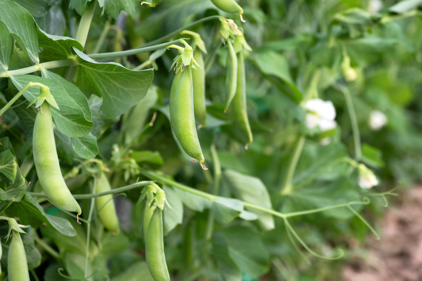 50 SUGAR ANN PEA Stringless Sweet Green Snap Pisum Sativum Vegetable Seeds