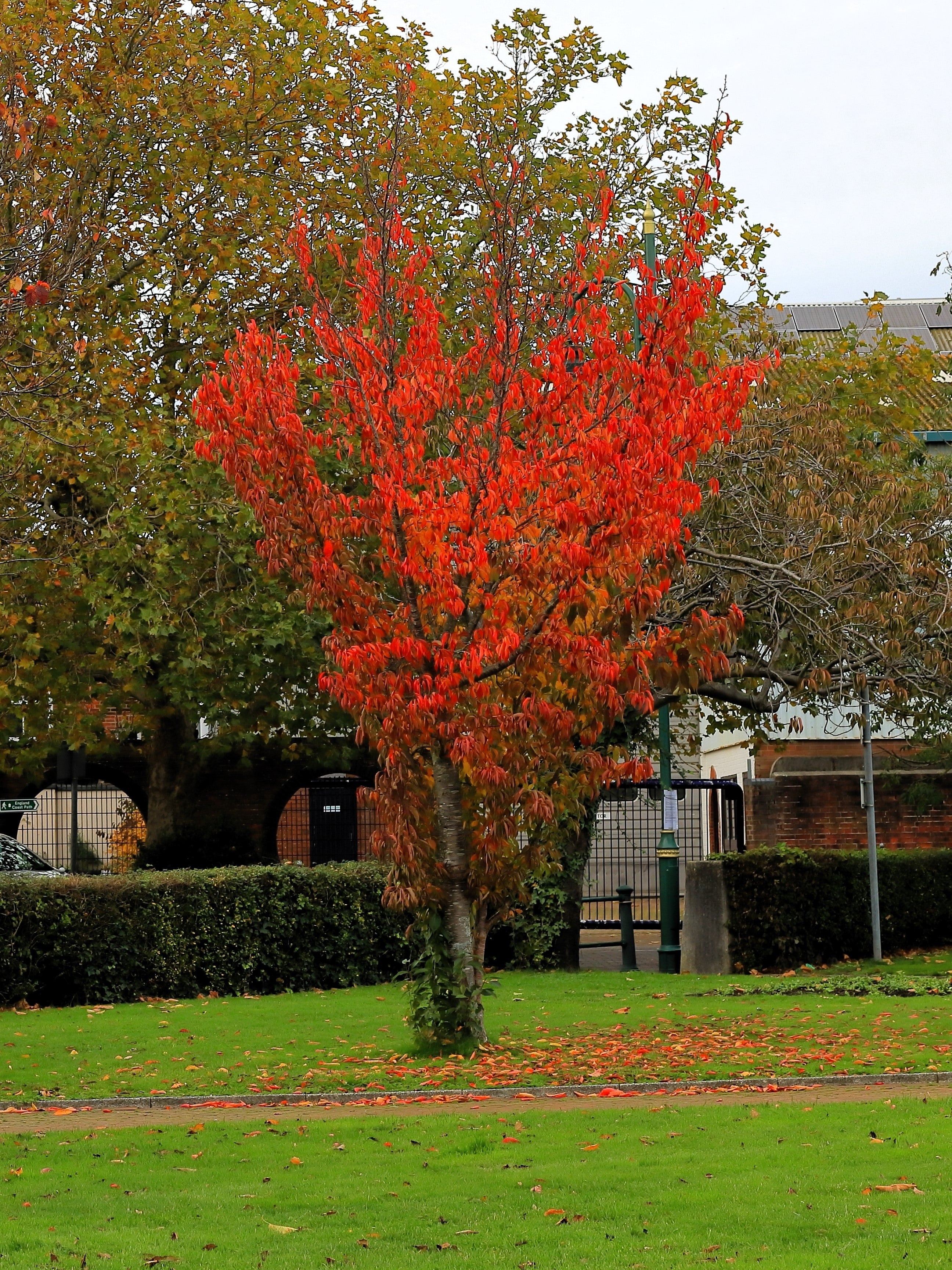20 Tatarian FLAME MAPLE TREE Red Acer Tataricum Seeds – Seedville USA