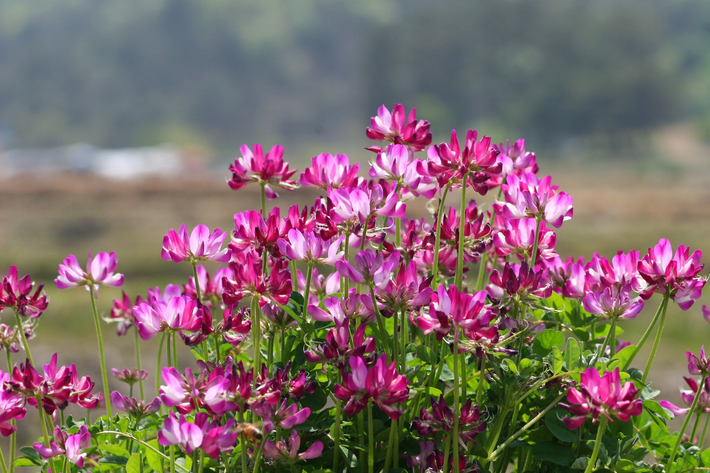 50 MILK VETCH Astragalus Sinicus Pink Purple Flower Ground Cover Legume Seeds