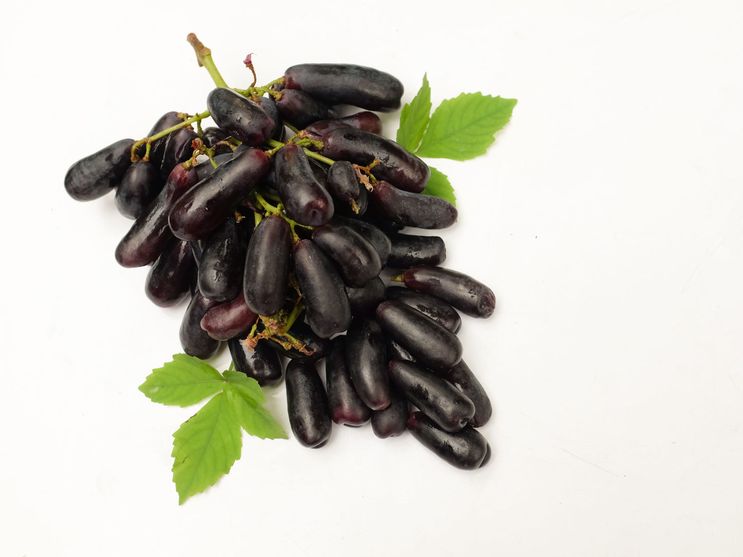 5 BLACK FINGER GRAPE Vitis Viniferia Fruit Vine Seeds