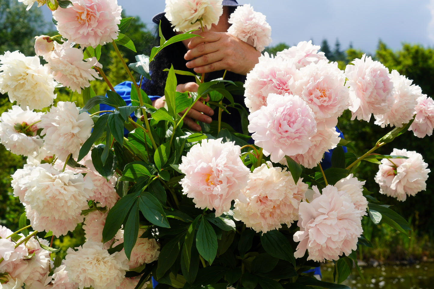 5 GARDEN PEONY Paeonia Lactiflora Red Pink White Mix Chinese Peony Flower Seeds