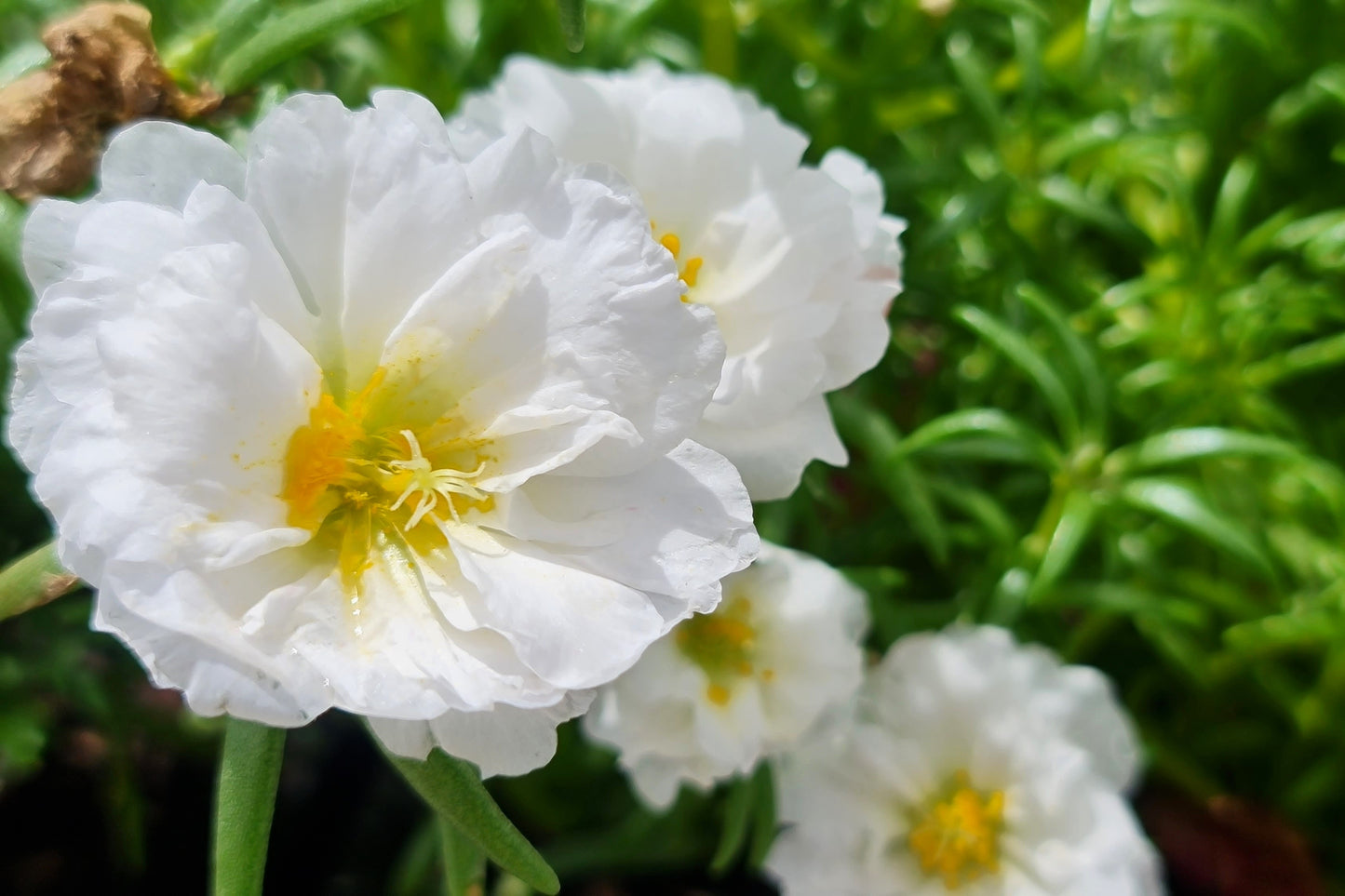 100 White PORTULACA Grandiflora / MOSS ROSE Succulent Flower Seeds