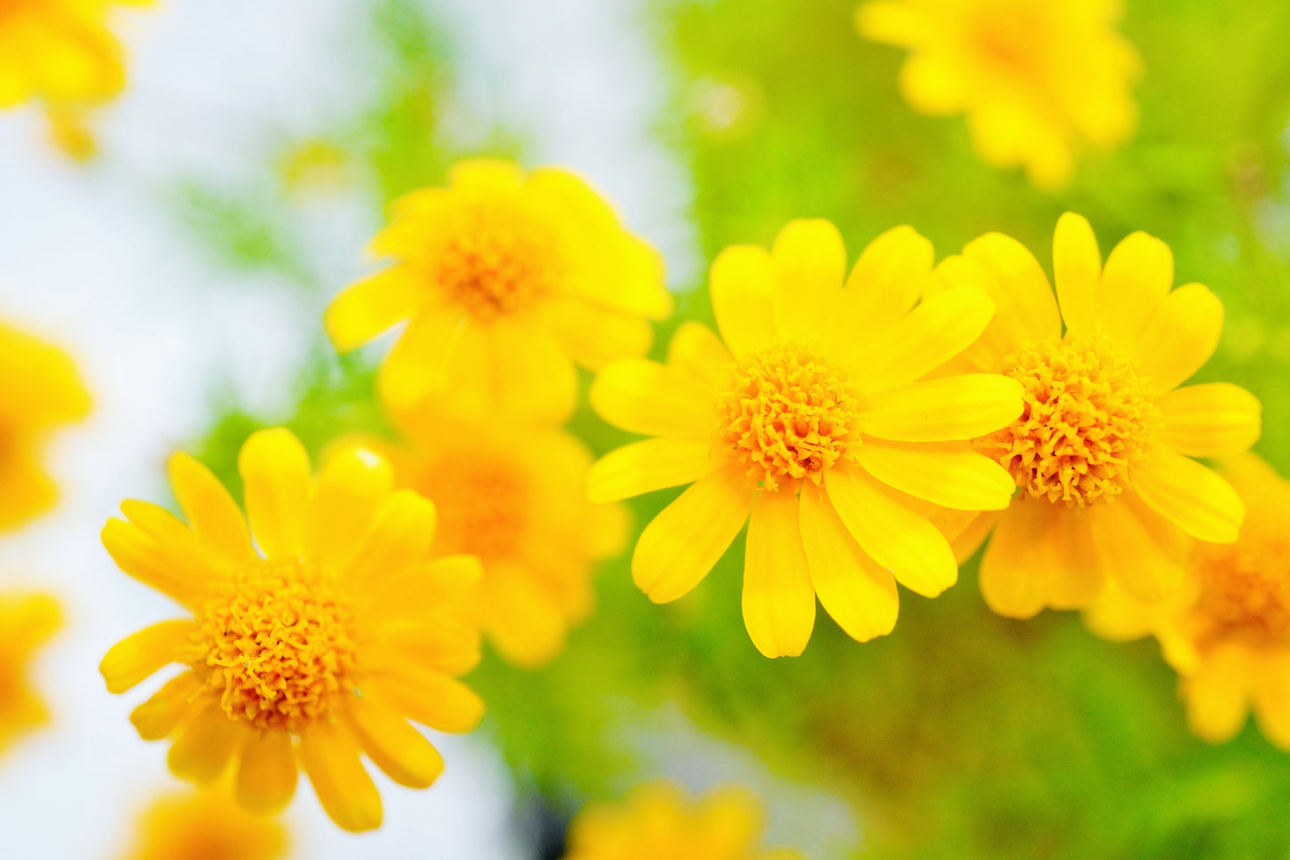 1000 DAHLBERG DAISY Thymophylla Tenuiloba Yellow Flower Seeds - aka Golden Fleece, Gold Carpet,  Shooting Star