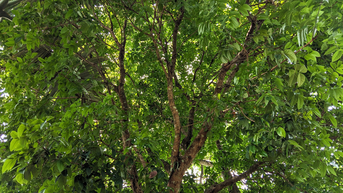 ENH-766/ST608: Swietenia mahagoni: Mahogany ENH-766/ST608: Swietenia mahagoni: Mahogany