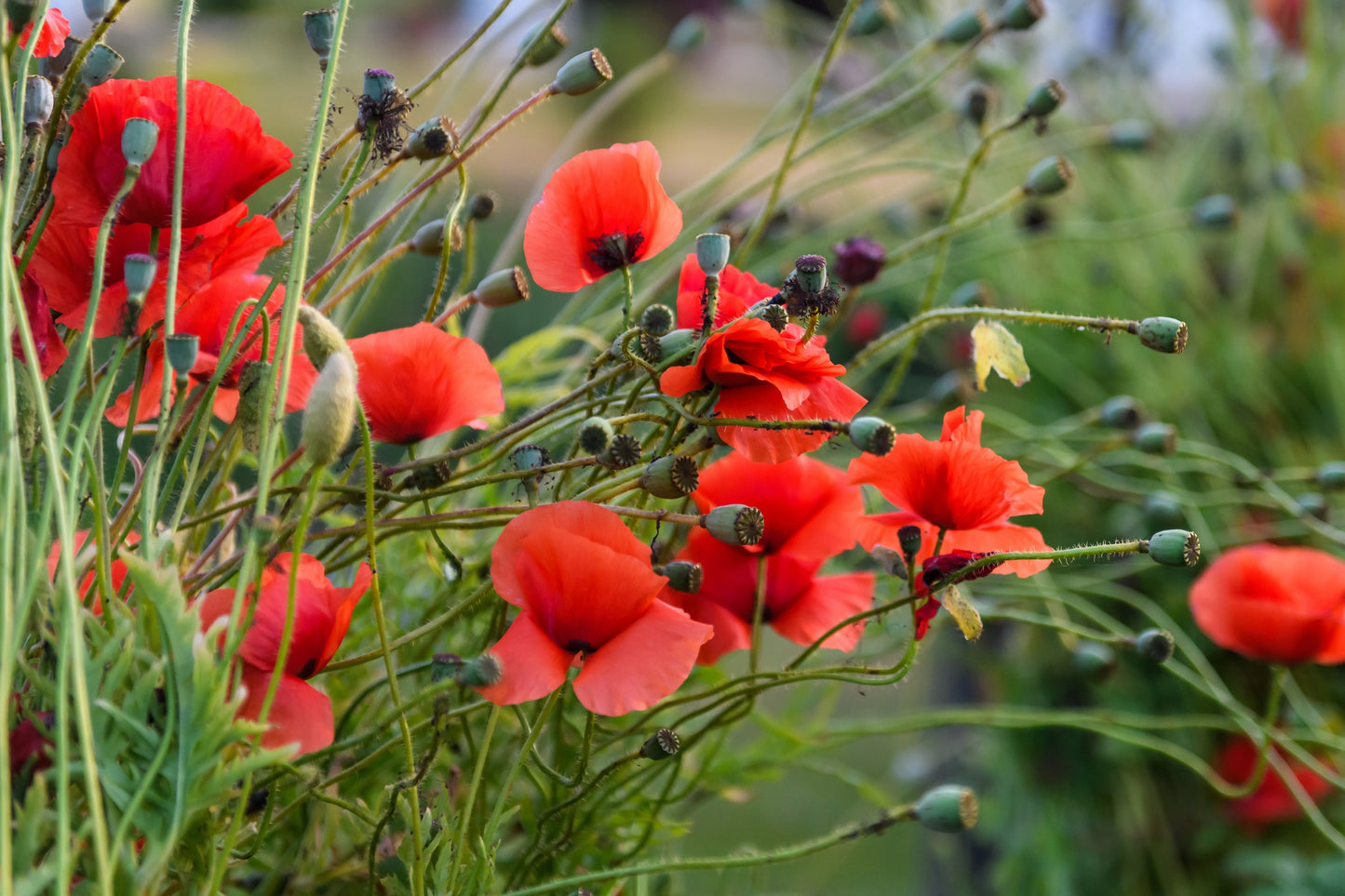 250 Red LONG POD POPPY Papaver Dubium Long Headed Blindeyes Flower Seeds