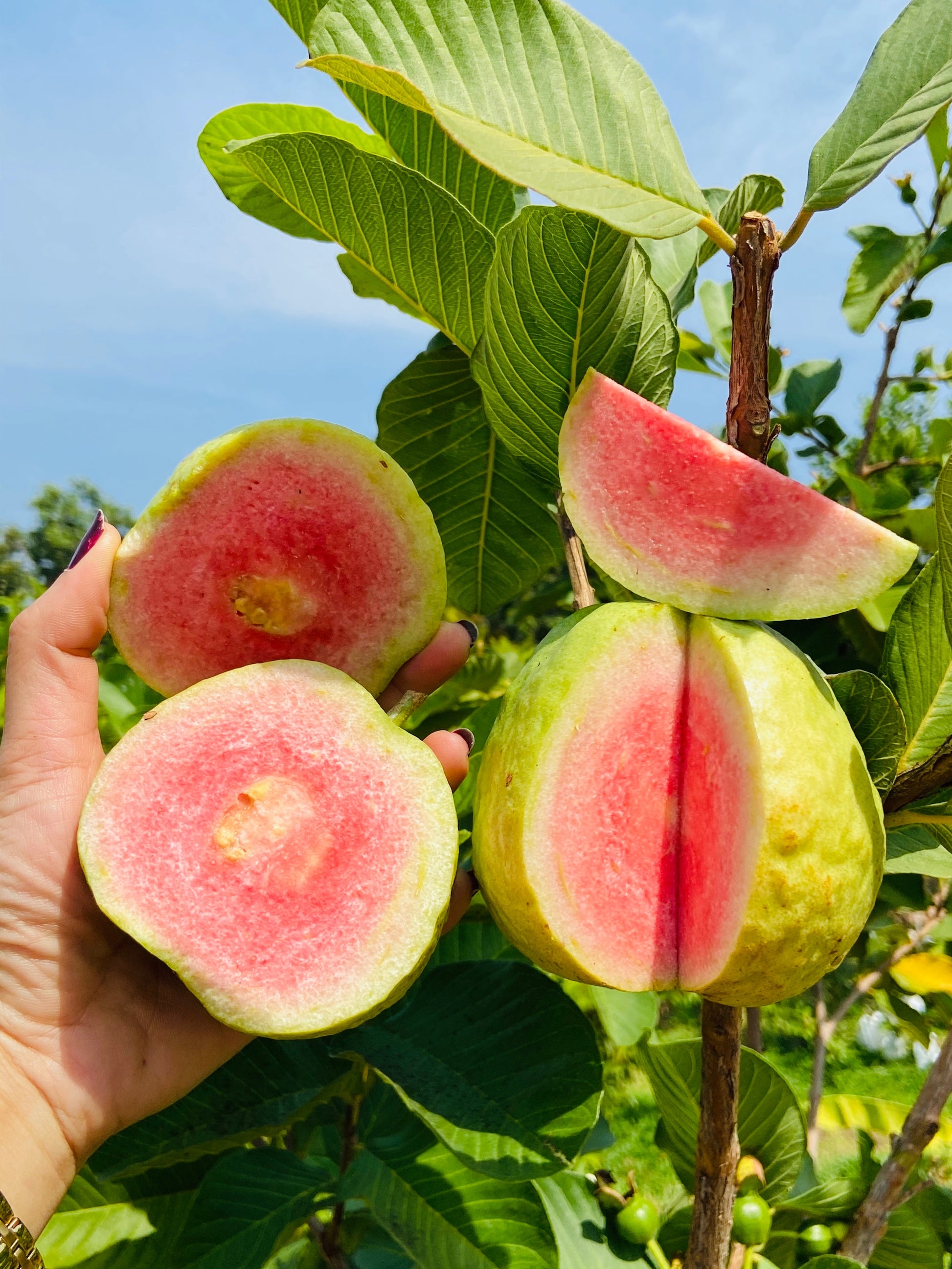 guava plant seeds 20 GUAVA FRUIT Tree Shrub Psidium Guajava White Flowers Fruit Seeds