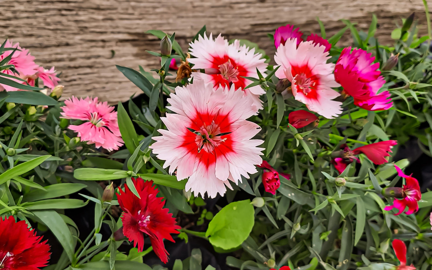 500 MIXED CHINESE PINKS China Rainbow Pink Dianthus Chinensis Bicolor Flower Seeds