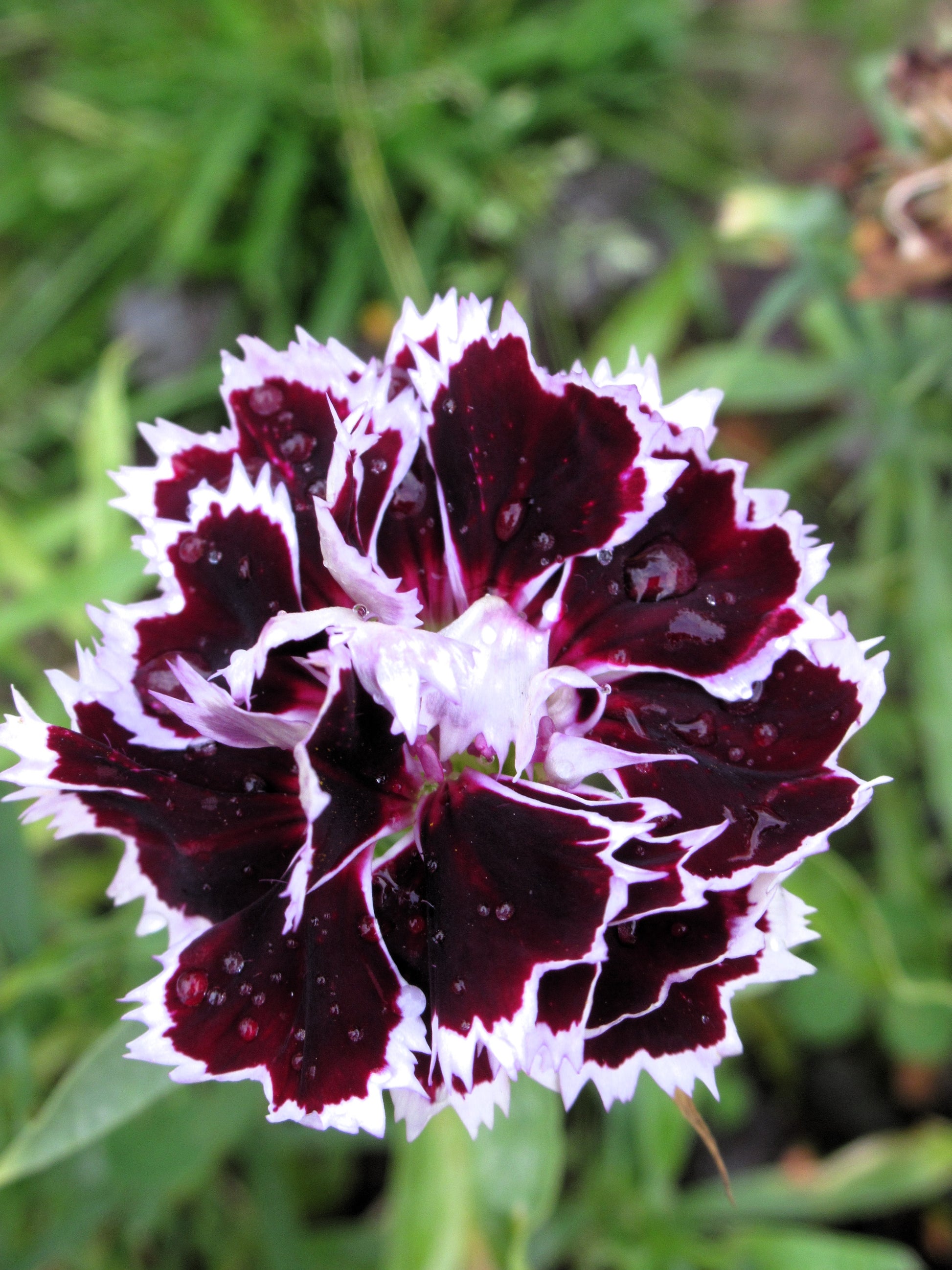 flower seeds from china 30 Black & White CHIANTI DIANTHUS Chinensis China Pink Flower Seeds