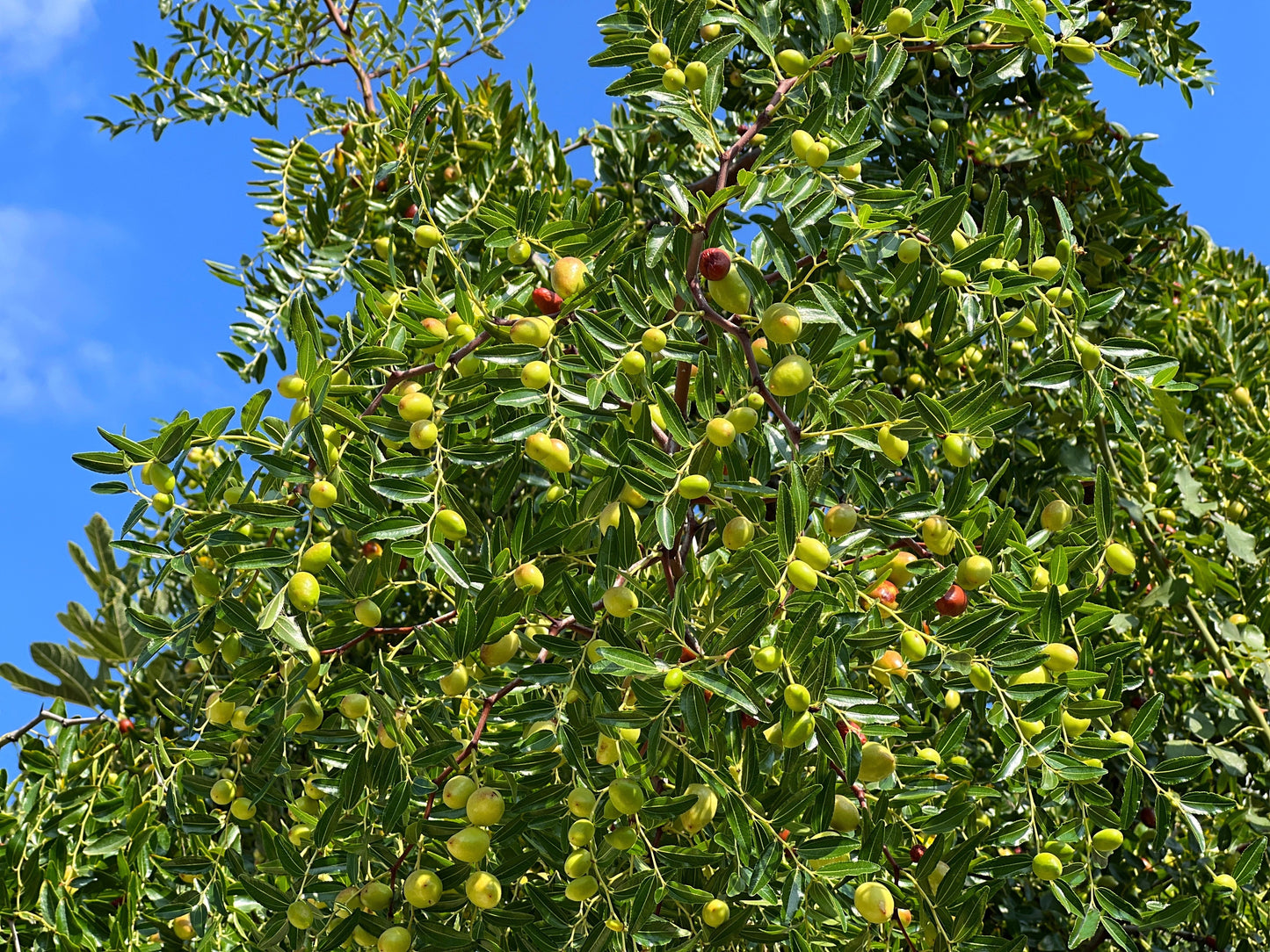 20 ASIAN DATE Jujube Ziziphus Spinosa Common Chinese Tsao Red Fruit Tree Seeds