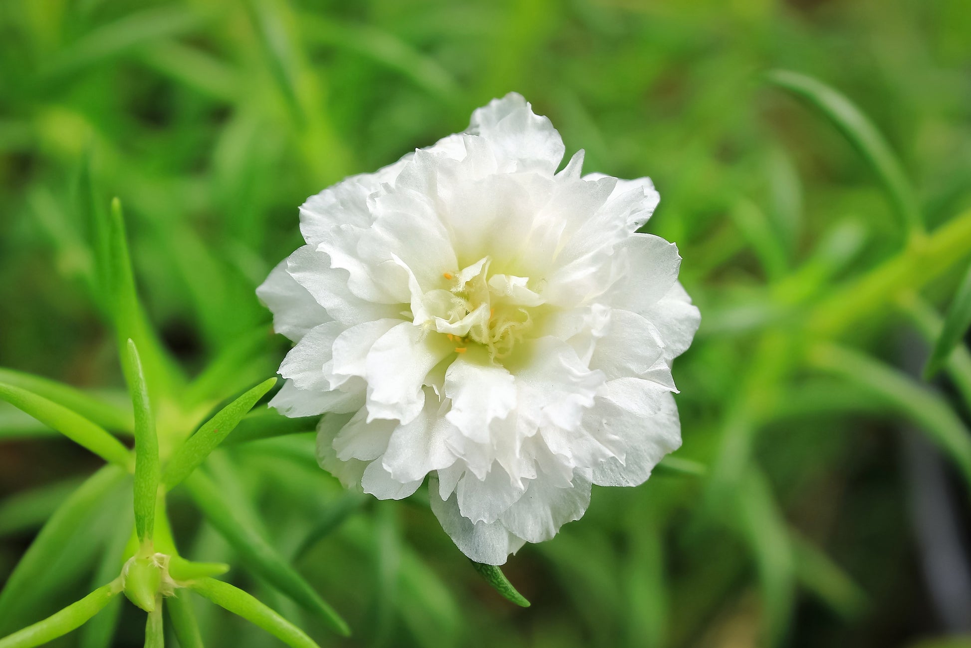 portulaca flower seeds online 100 White PORTULACA Grandiflora / MOSS ROSE Succulent Flower Seeds