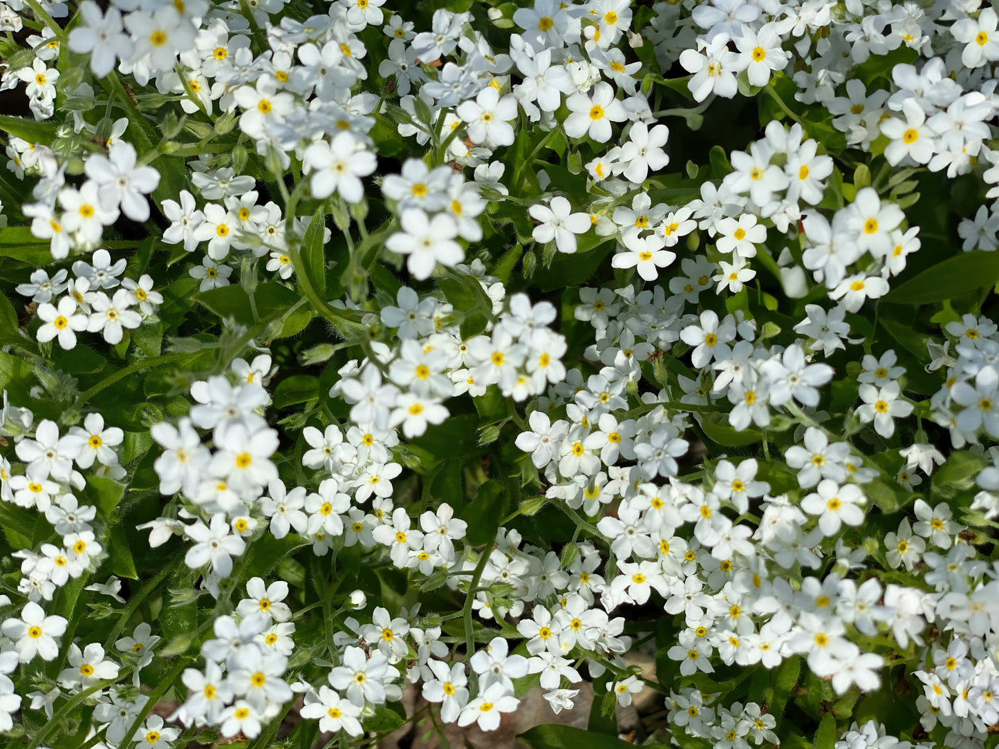 100 Victoria WHITE FORGET Me NOT Myosotis Alpestris Shade or Sun Flower Seeds