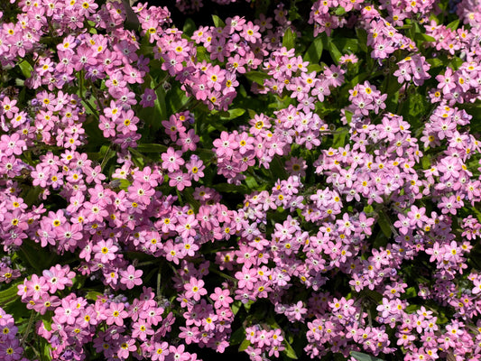 100 Victoria PINK FORGET Me NOT Myosotis Alpestris Shade or Sun Flower Seeds