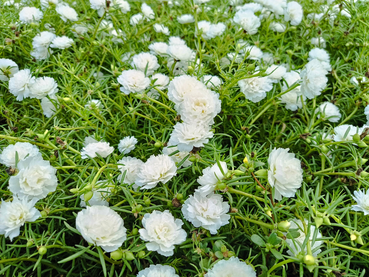 100 White PORTULACA Grandiflora / MOSS ROSE Succulent Flower Seeds