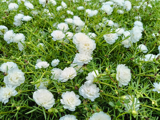 100 White PORTULACA Grandiflora / MOSS ROSE Succulent Flower Seeds