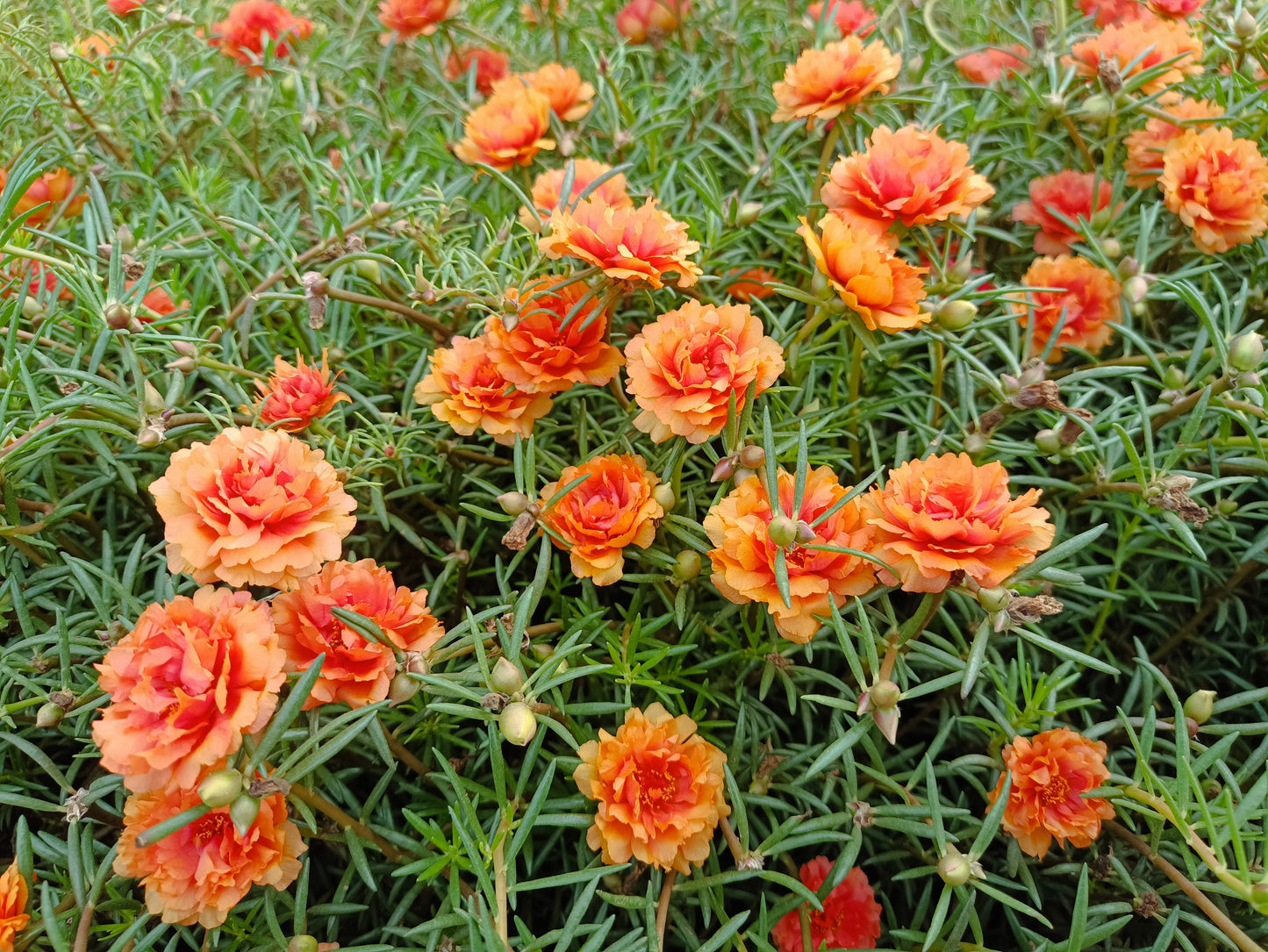 100 Orange PORTULACA MOSS ROSE Portulaca Grandiflora Succulent Flower Seeds