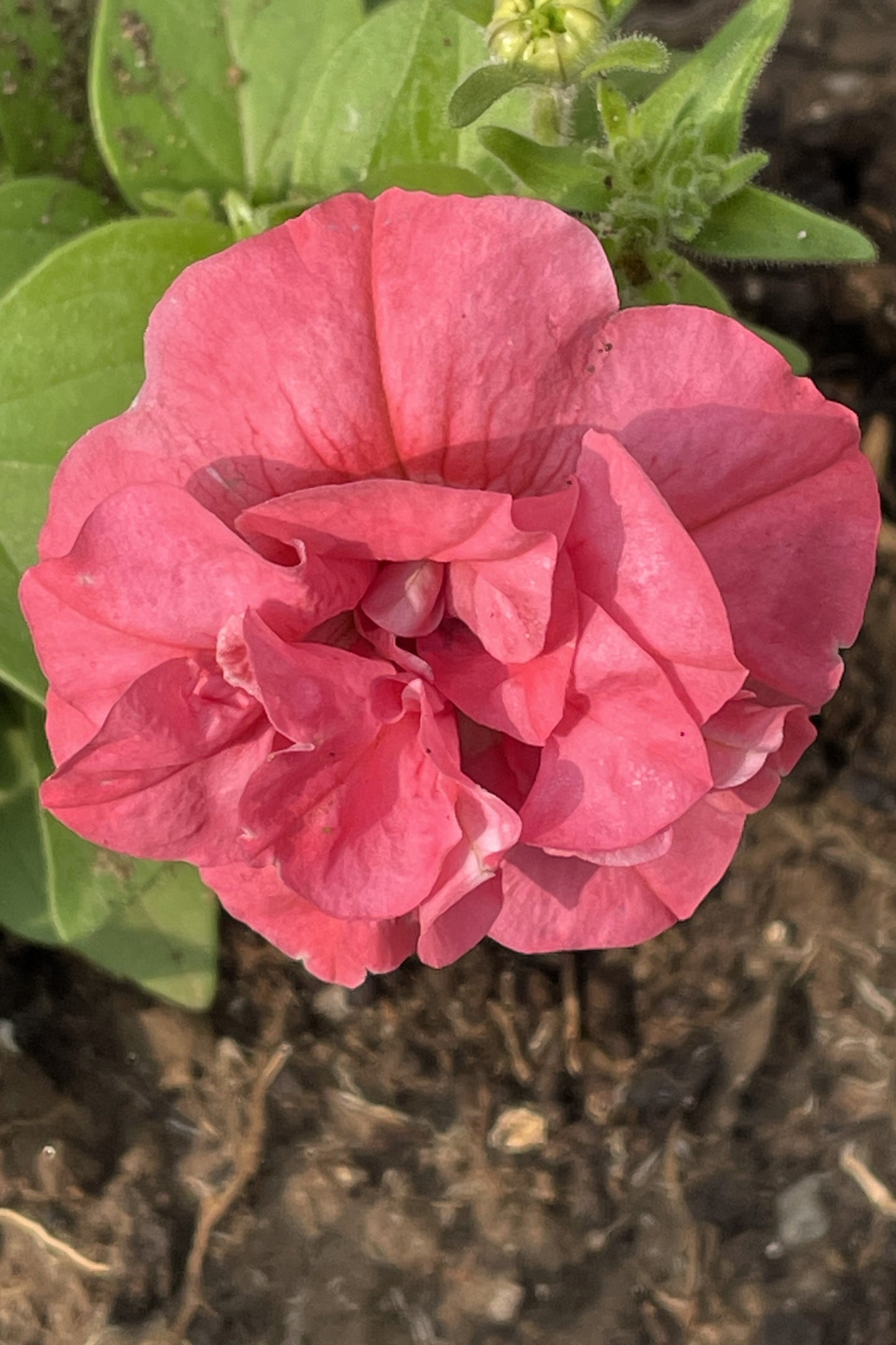 20 DOUBLE MIX PETUNIA Floribunda Red Pink Purple Flower Seeds