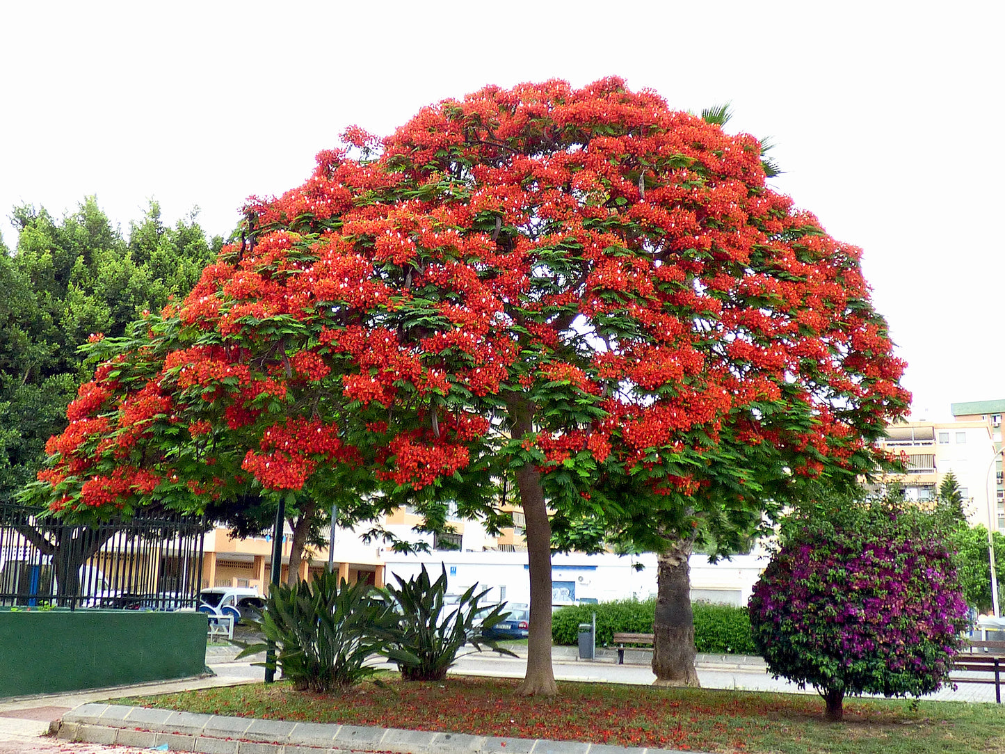 10 ROYAL POINCIANA TREE Delonix Regia aka Red Flame Flamboyant Tree Peacock Flower Seeds