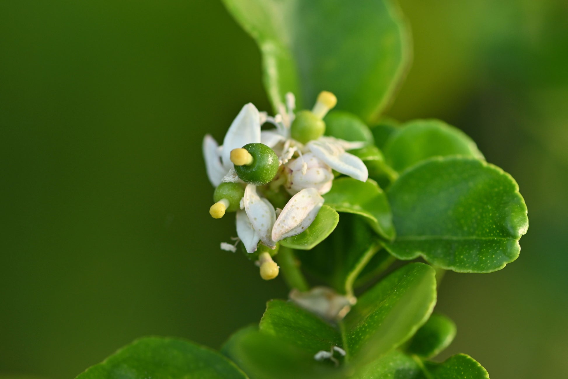 plant lime seeds 15 KEY LIME Citrus Aurantifolia Fruit Tree Shrub Seeds – Seedville USA