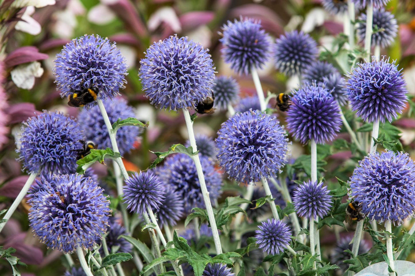 25 Blue GLOBE THISTLE Echinops Ritro Southern Globethistle Pollinator Flower Seeds