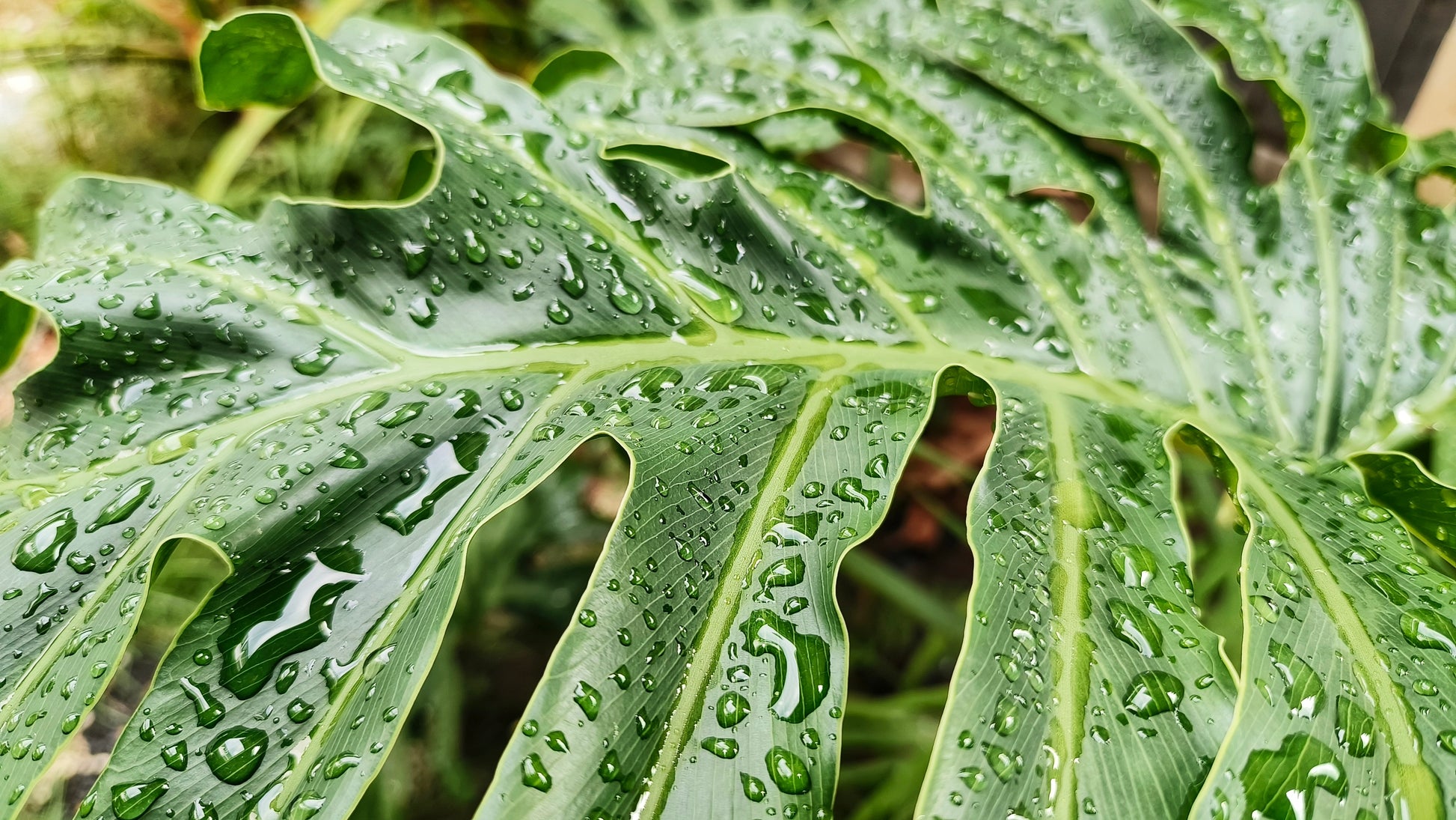 lacy tree philodendron cuttings 15 Lacy TREE PHILODENDRON Split Leaf Cut-leaf Selloum House Plant Seed – Seedville USA
