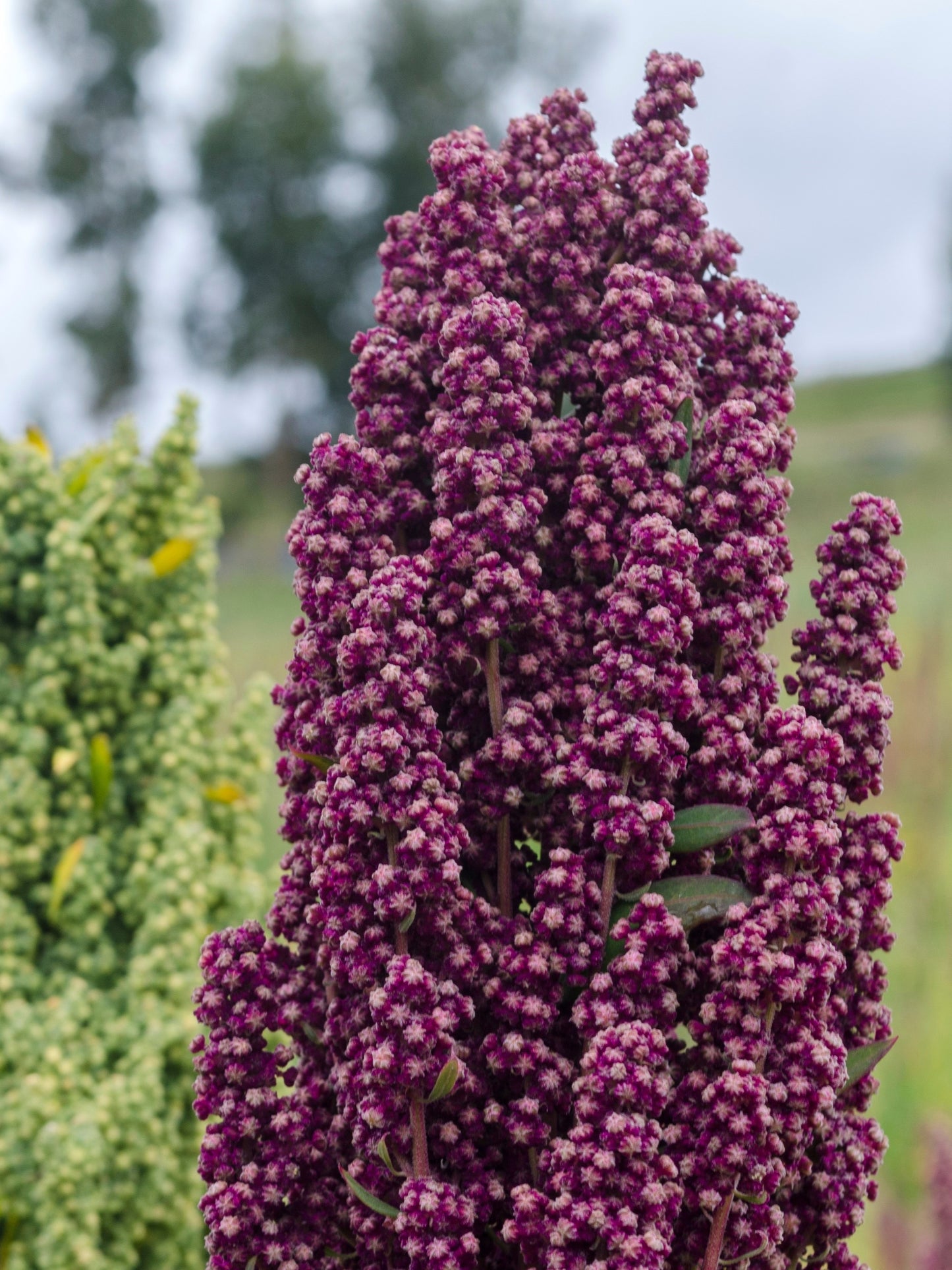 100 Organic BRILLIANT RAINBOW QUINOA Mix Mixed Colors Chenopodium Grain Greens Vegetable Seeds