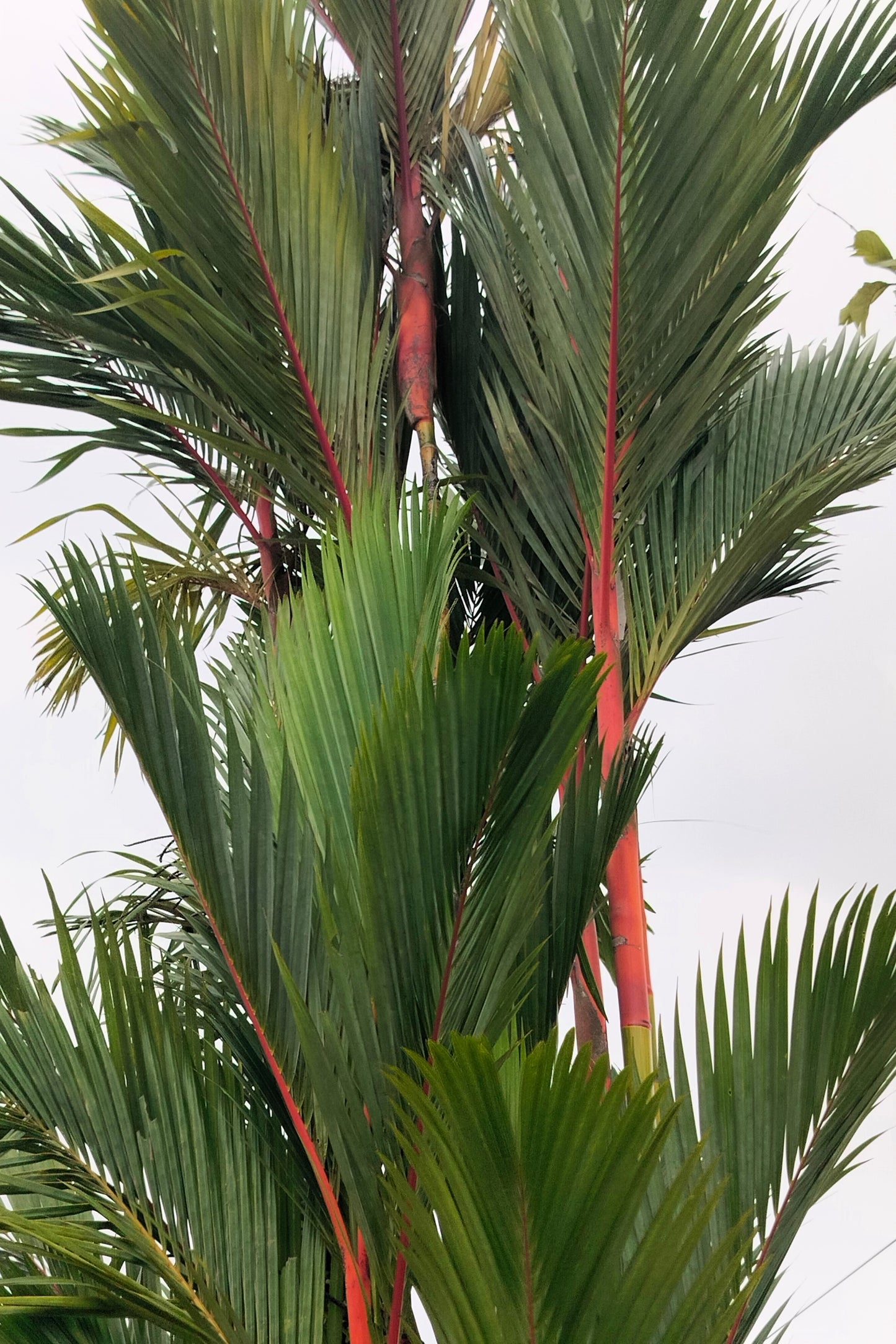 10 Red LIPSTICK PALM Sealing Wax Palm Cyrtostachys Renda Tree Houseplant Seeds