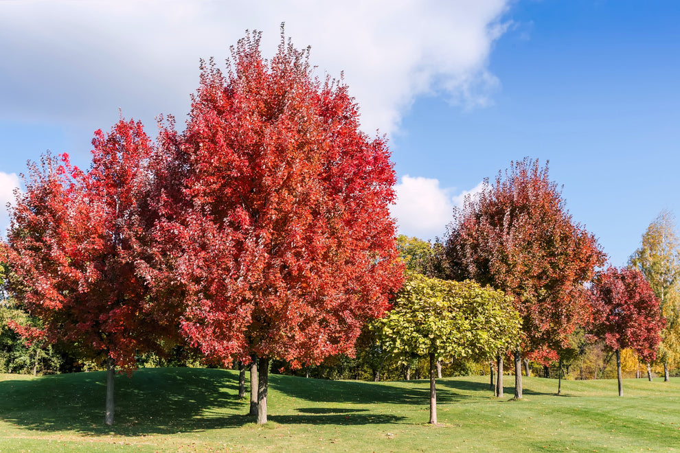 25 Scarlet CAROLINA RED MAPLE Tree Acer Rubrum Seeds – Seedville USA