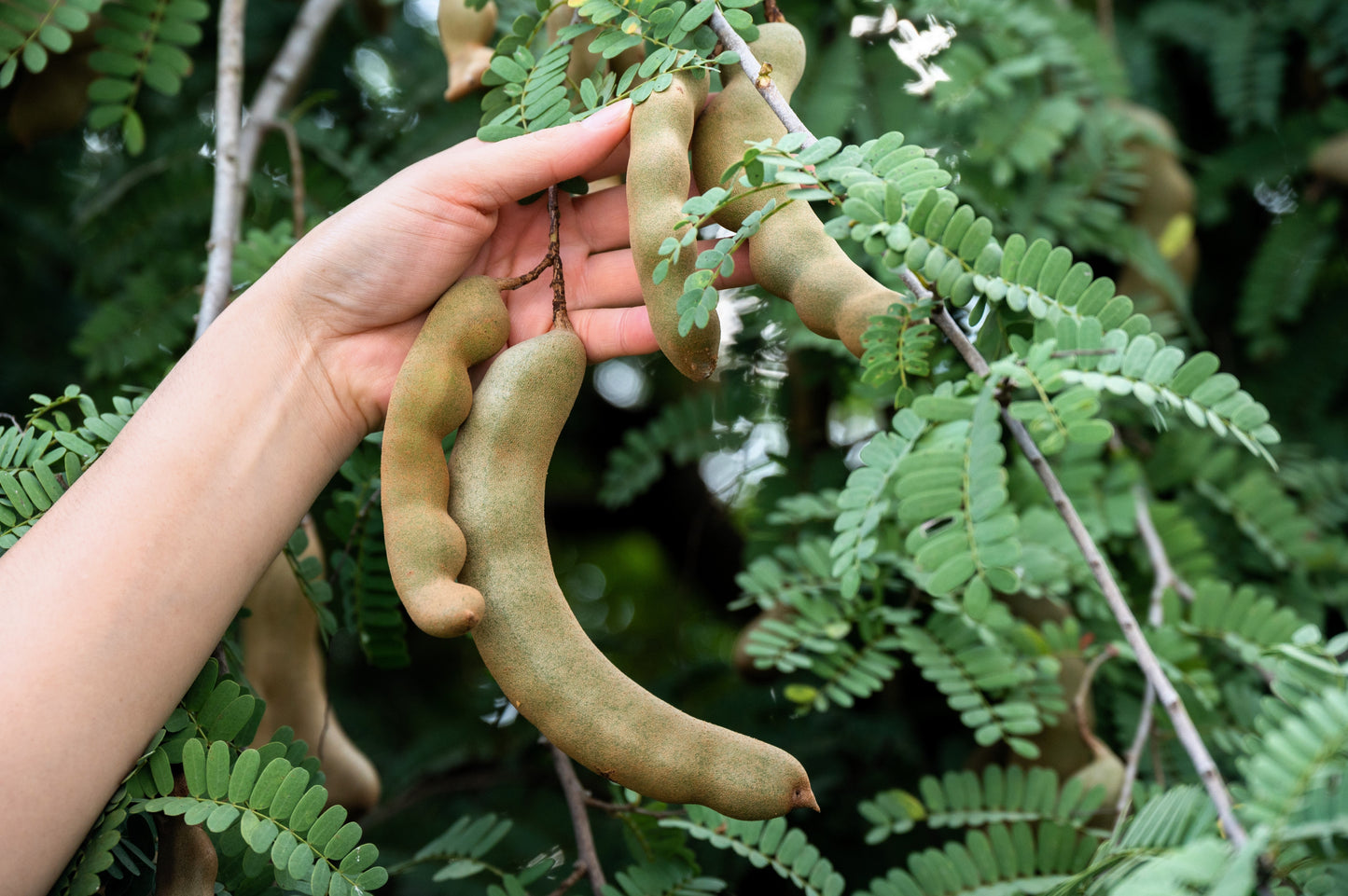 5 TAMARIND FRUIT TREE Tamarindus Indica Bean Pod Legume Seeds