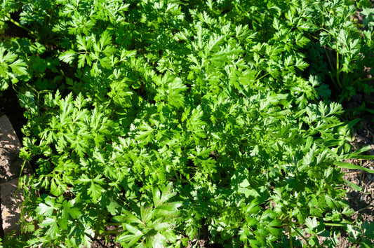 1500 FLAT LEAF PARSLEY Seeds Petroselinum Crispum Plain Single Italian Parsley Seeds