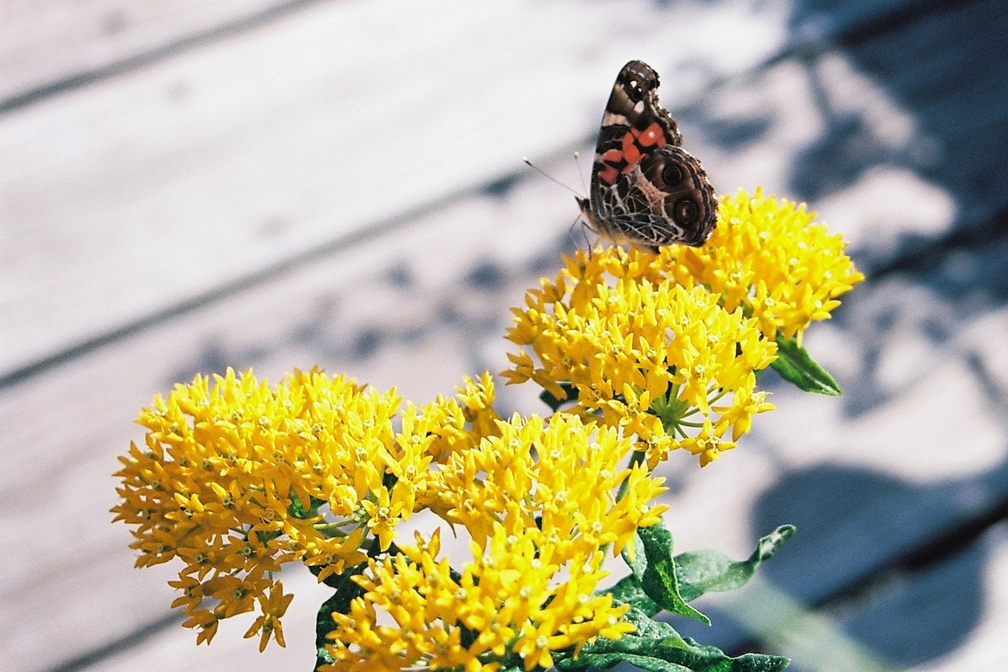 10 Bright YELLOW MILKWEED Butterfly Weed Asclepias Tuberosa Monarch Flower Seeds