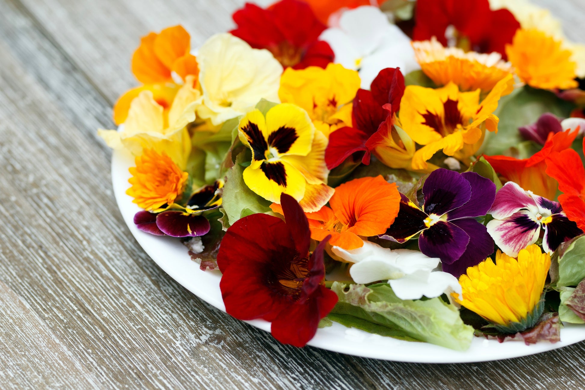 edible viola flower seeds EDIBLE FLOWER MIX Seeds