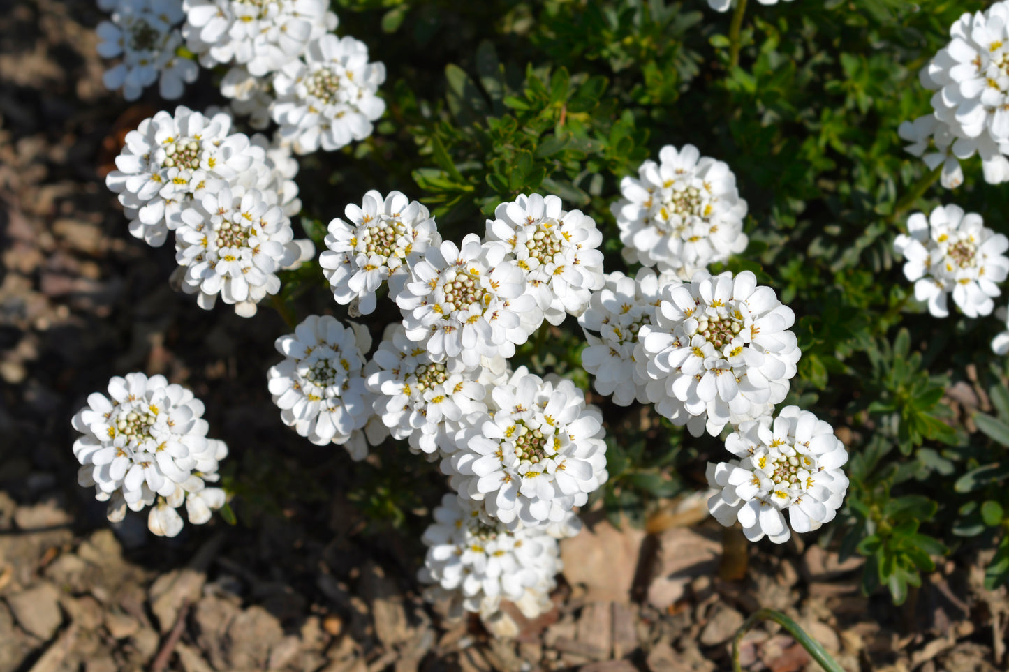 1000 WHITE EMPRESS CANDYTUFT Iberis Amara Groundcover Flower Seeds