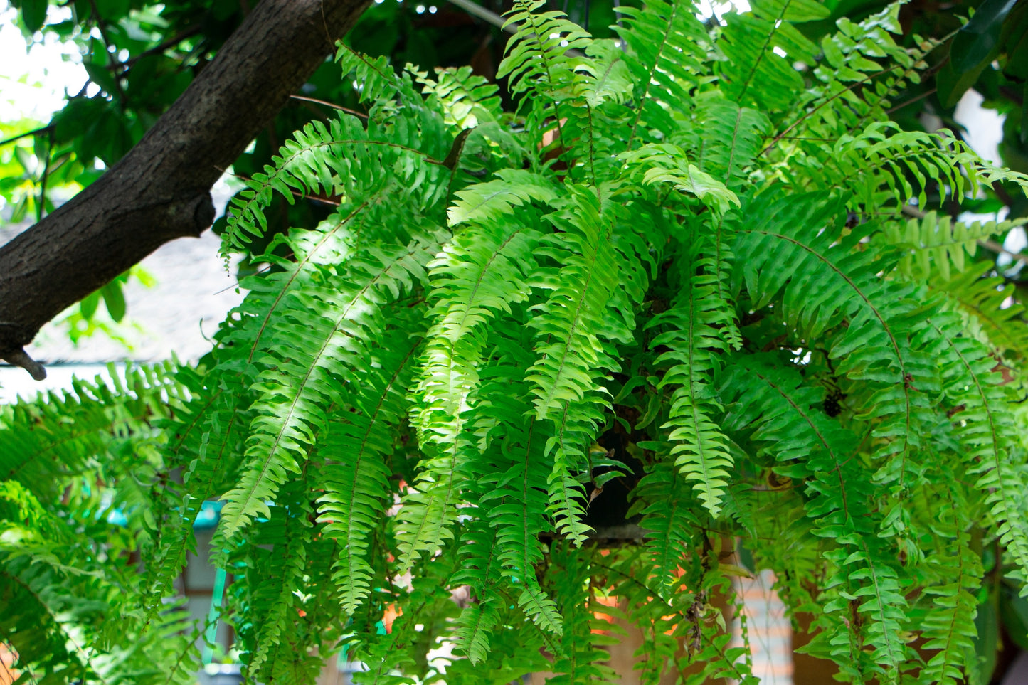 1500 Western SWORD FERN Giant Holly Swordfern Polystichum Munitum Aspidium Solitarium Spores Seeds