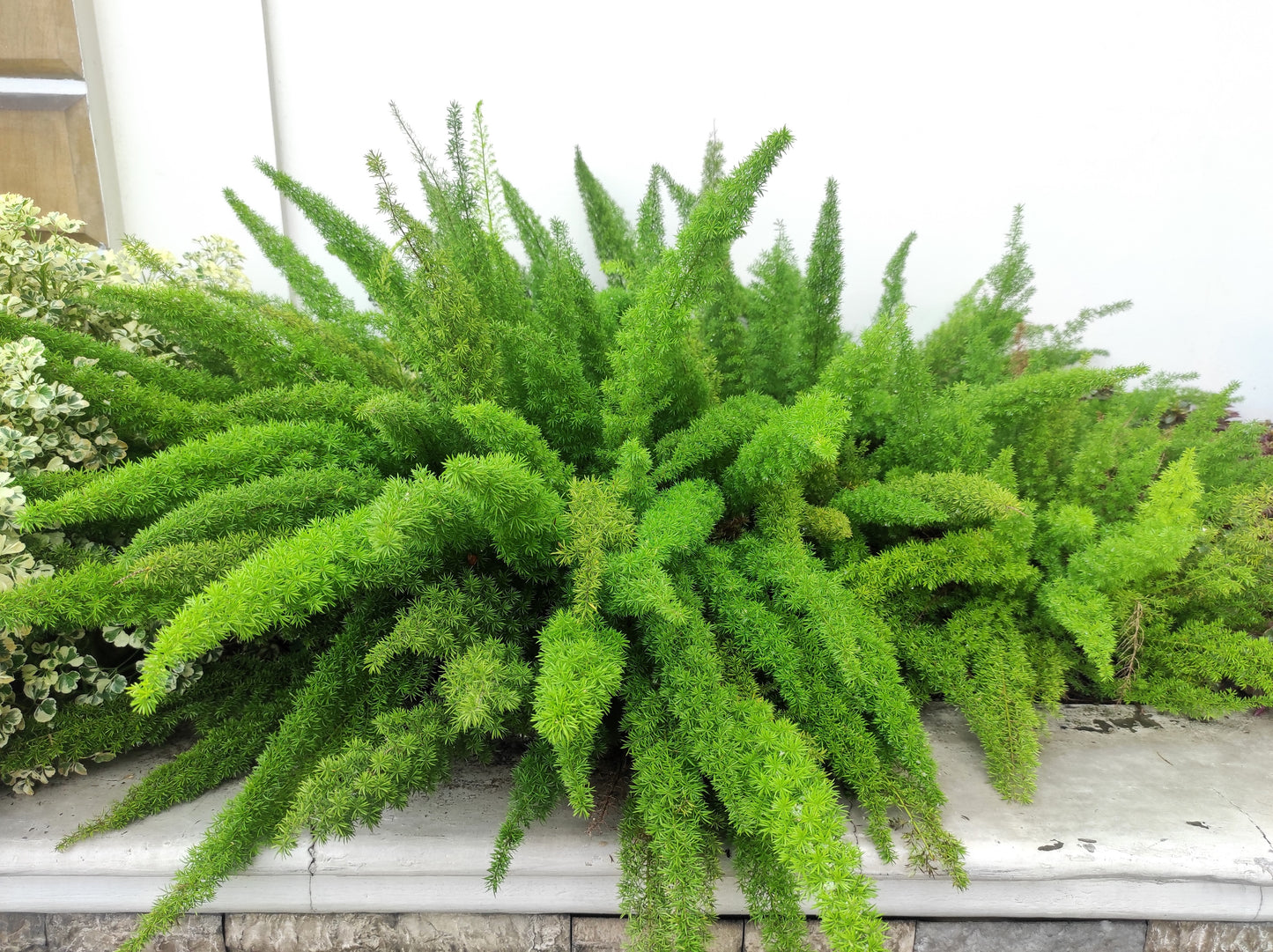 10 EMERALD ASPARAGUS FERN A. Densiflorus Mazeppa Houseplant Flower Seeds