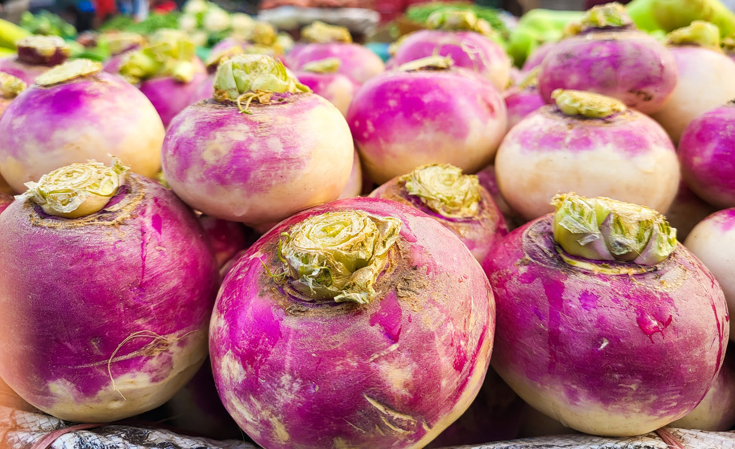 3000 PURPLE Top WHITE Globe TURNIP Brassica Rapa Vegetable Seeds