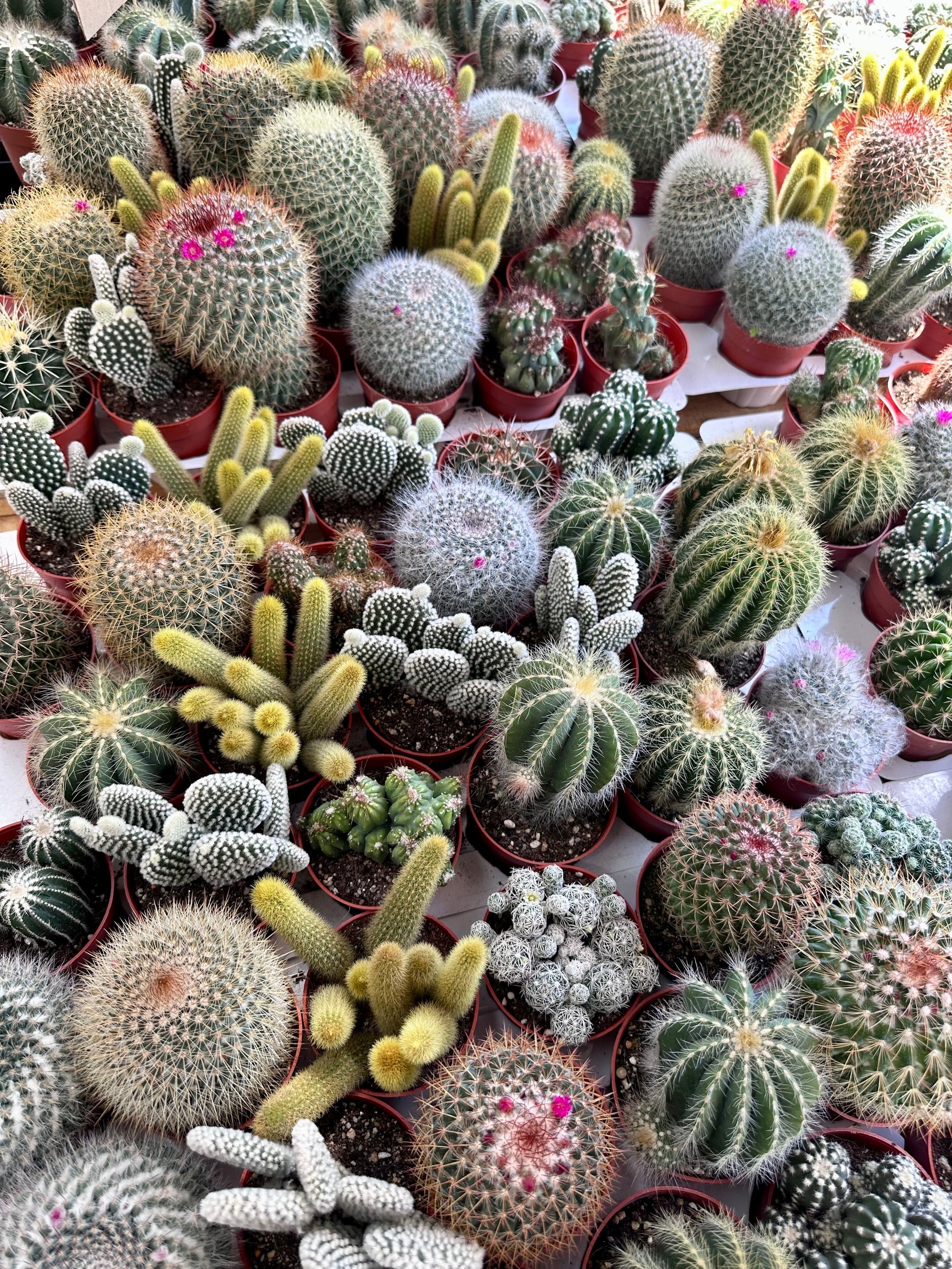 50 CACTUS MIX 'Finest Mixed' Succulent Flower Plant Seeds – Seedville USA
