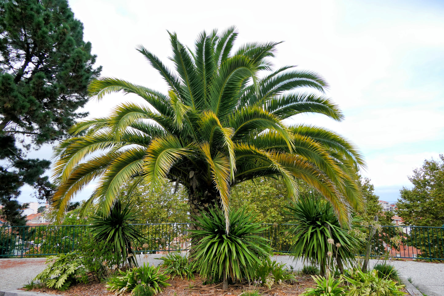 10 CANARY ISLAND Date PALM Phoenix Canariensis Tree Seeds