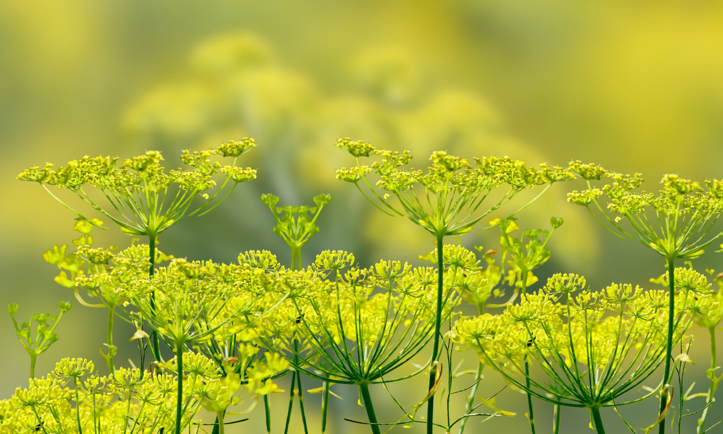 300 SWEET FLORENCE FENNEL Foeniculum Vulgare Azoricum Herb Vegetable Flower Seeds