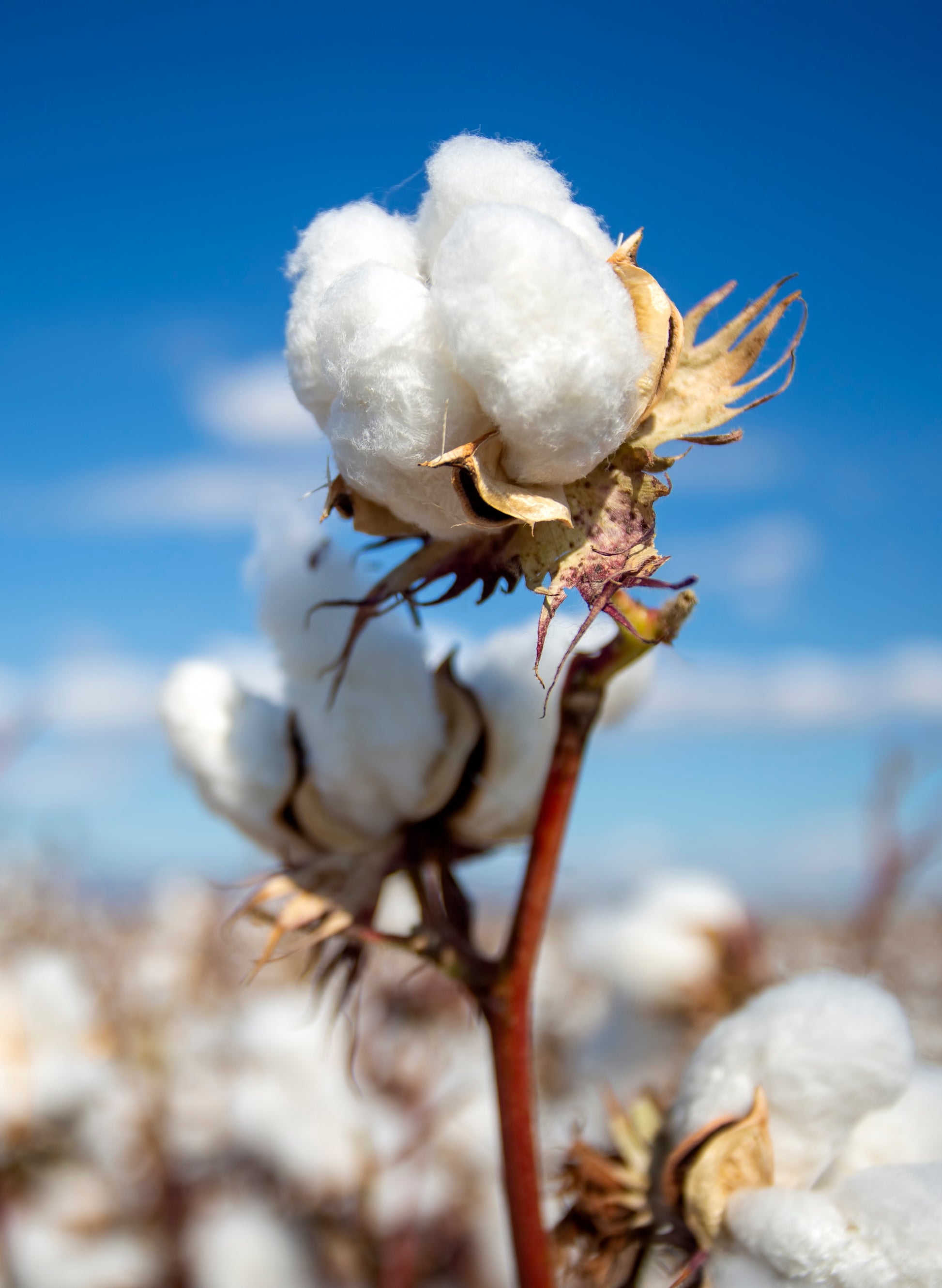 cotton plant seeds for sale 25 WHITE COTTON Gossypium Hirsutum Plant Seeds