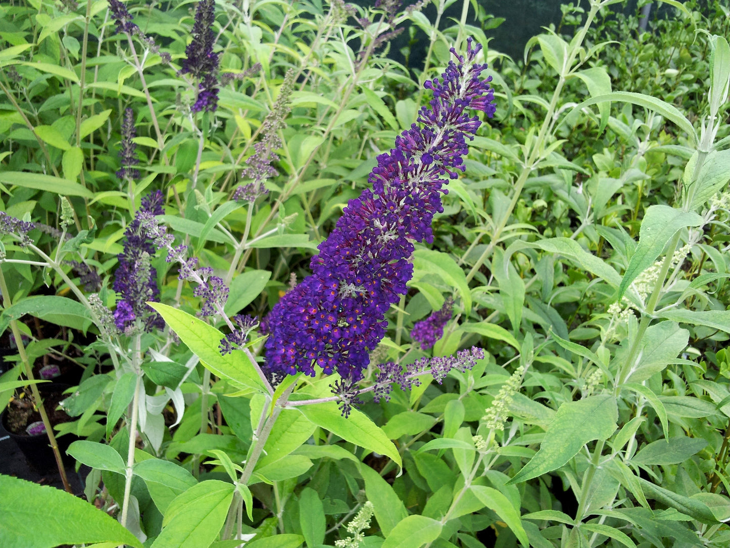 50 Dark PURPLE BUTTERFLY BUSH Buddleia Davidii Hummingbird Shrub Fragrant Flower Seeds