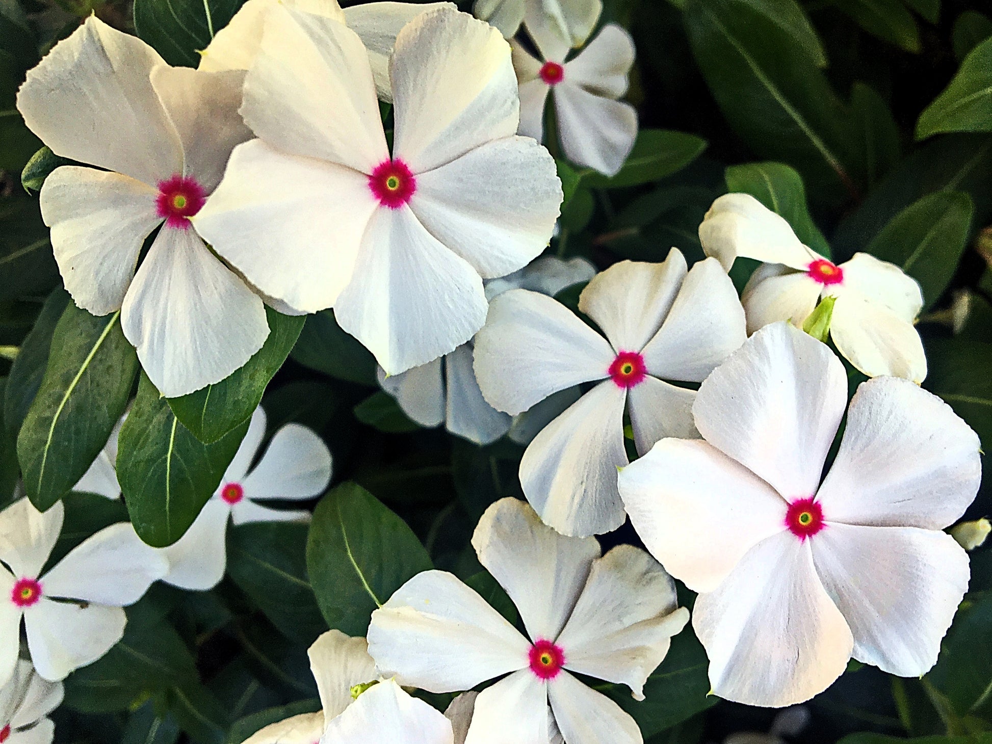 vinca flower seeds for sale 100 BRIGHT EYES PERIWINKLE Vinca Rosea Dwarf White & Pink Flower Seeds – Seedville USA