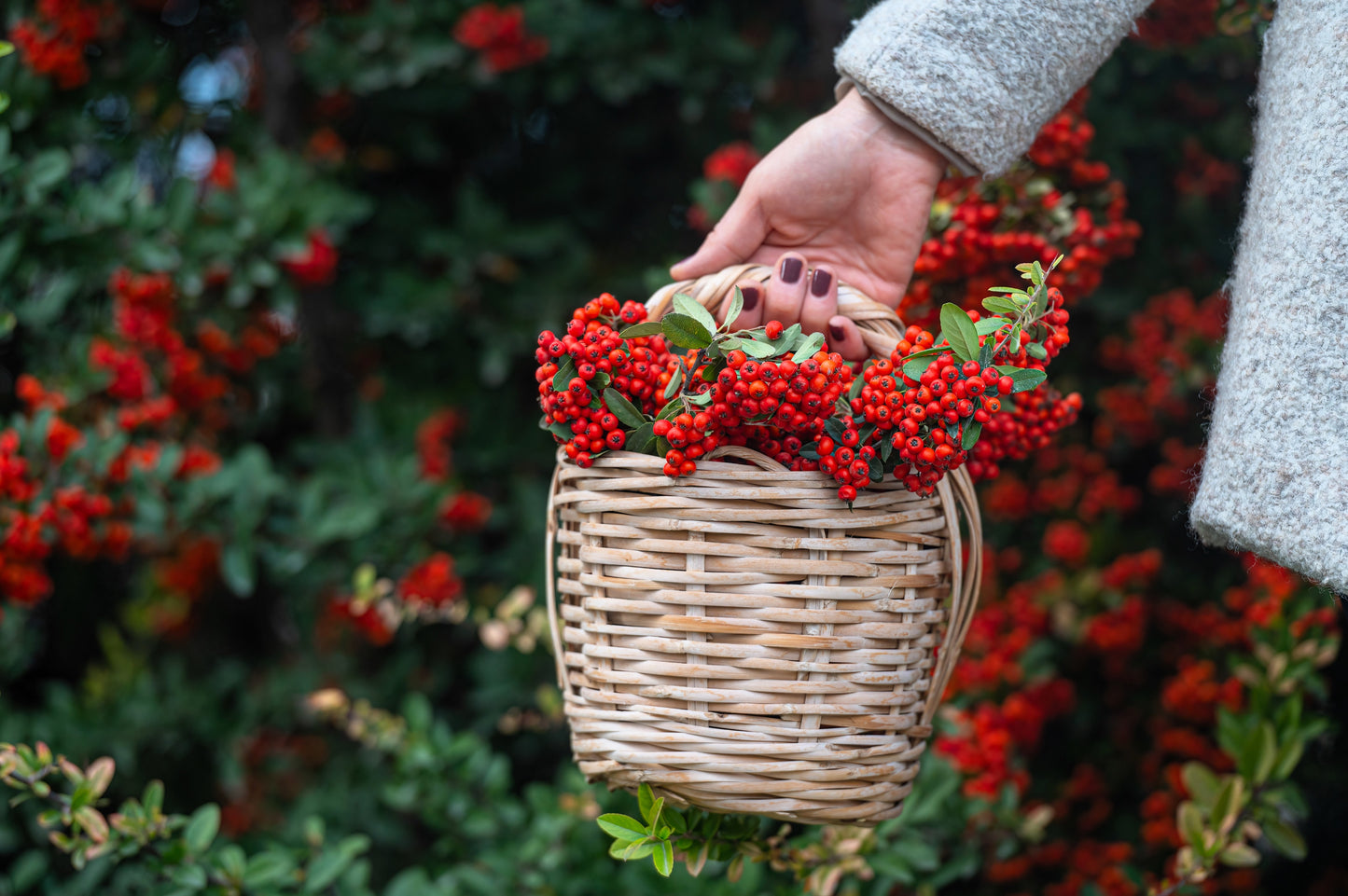 25 SCARLET FIRETHORN Pyracantha Coccinea Bush Shrub Flower Seeds