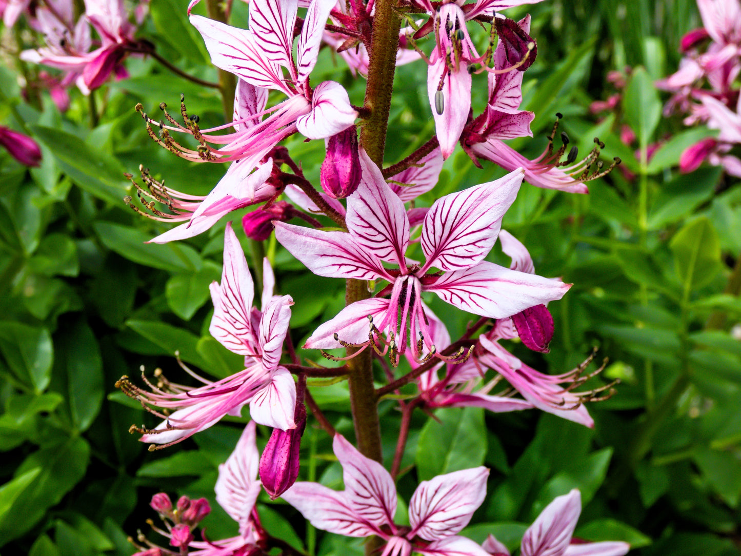 10 GAS PLANT MIX Dictamnus Albus Mixed Colors White Red Pink Lilac Flower Seeds