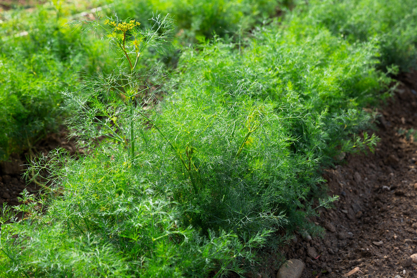 1500 DUKAT DILL Anethum Graveolens Sweet Heirloom European Herb Vegetable Seeds