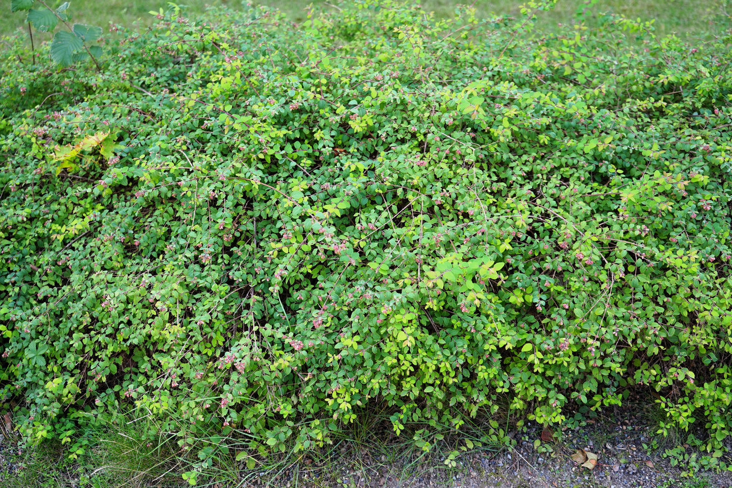 10 Dwarf CREEPING SNOWBERRY Shrub White Pink Flower Symphoricarpos Mollis Seeds