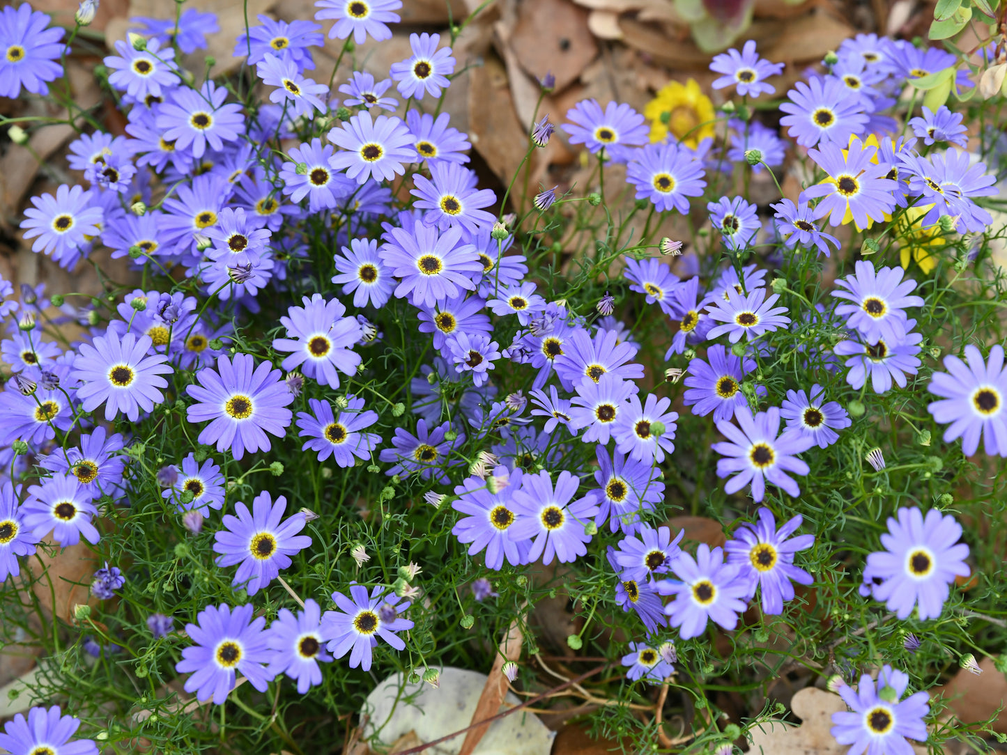200 Mixed Colors SWAN RIVER DAISY Brachyscome Iberidifolia Flower Seeds